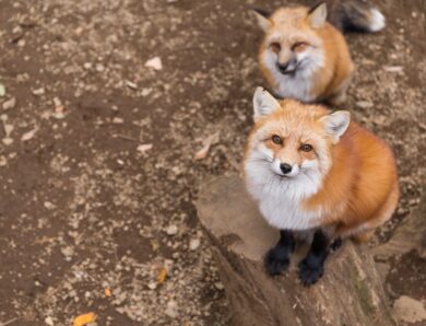 Mystiques et légendes asiatiques : la fascination du renard à neuf queues