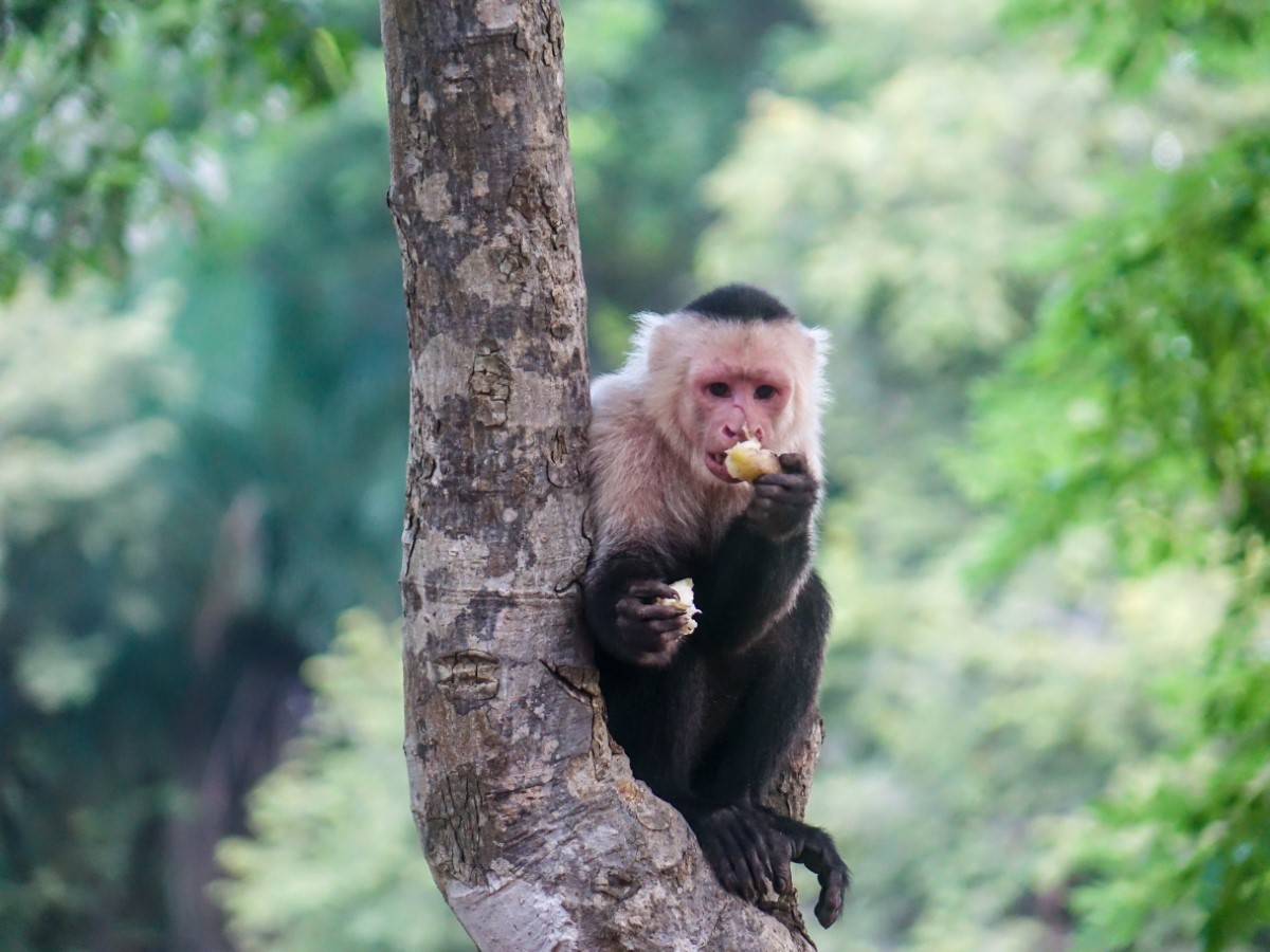 chimpanzé commun