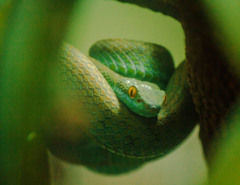 Observation rare : l’anaconda vert, le colosse des rivières amazoniennes