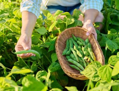 Haricots verts : astuces de conservation sous vide pour une fraîcheur