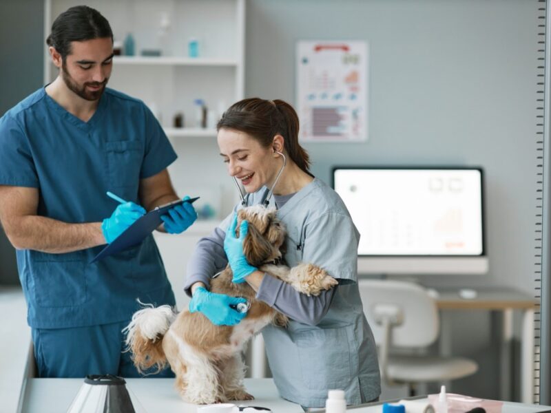 Devenir auxiliaire vétérinaire : une formation pour travailler avec les animaux