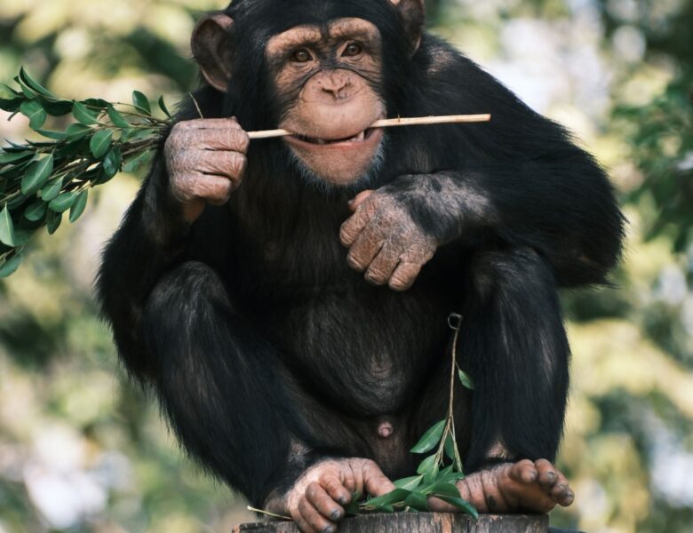 Découvrir le régime alimentaire spécifique du chimpanzé commun