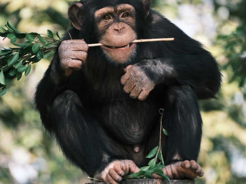 Découvrir le régime alimentaire spécifique du chimpanzé commun