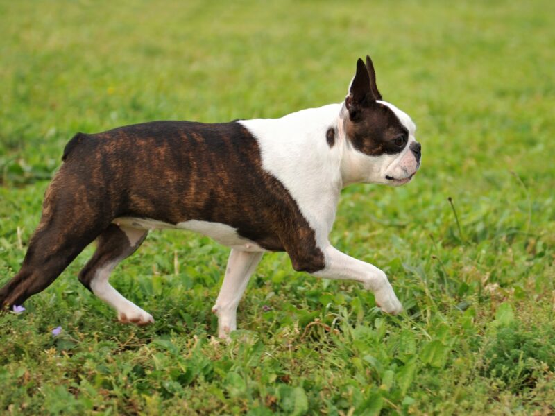 Top 5 des maladies du bouledogue français et comment les éviter